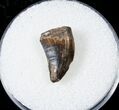 Serrated Theropod Tooth - Two Medicine Formation #17575-3
